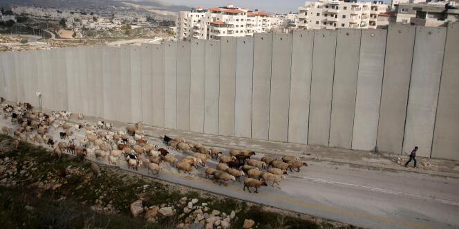 Un berger palestinien passe avec son troupeau le long du mur qui sépare le camp de réfugiés palestiniens de Shu'fat et la colonie israélienne de Pisgat Ze'ev, à Jérusalem-Est, le 15 janvier 2016.