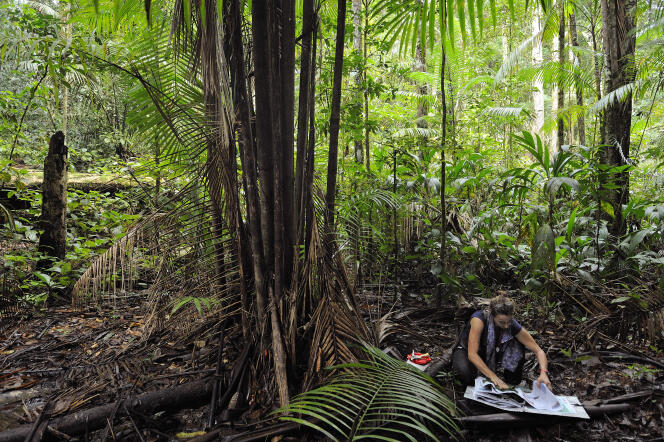 Dans le massif du Mitaraka (Guyane), Sophie Gonzalez, conservatrice de l'herbier IRD de Guyane (UMR AMAP), en train d'échantillonner dans un des bas-fonds du layon B. Mars 2015.