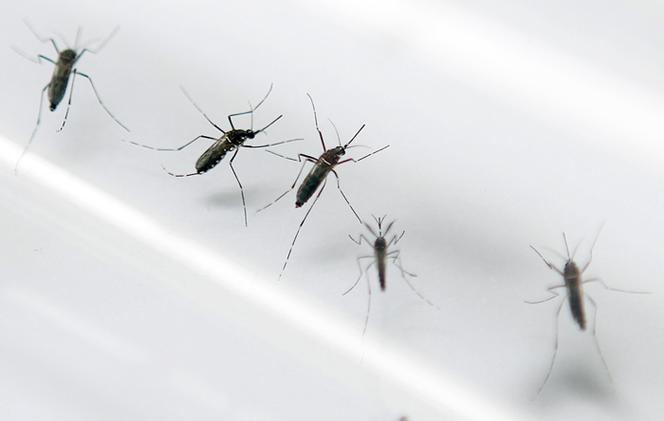 Ilustração. Mosquitos num laboratório de entomologia em Fort-de-France, Martinica, em setembro de 2010.