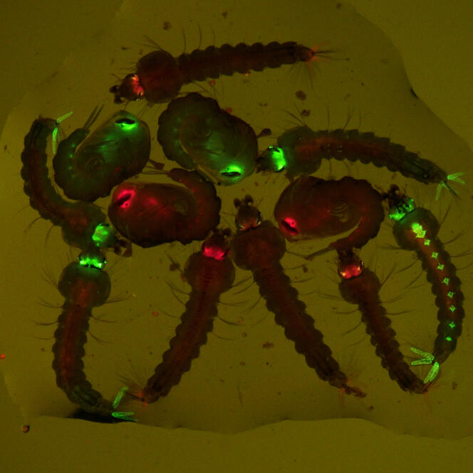 Larves et nymphes de moustique anophèle transgéniques identifiées par des marqueurs fluorescents rouge ou vert.