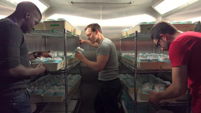 Vérification de la production de moustiques dans le laboratoire de l'Imperial College, à Londres.