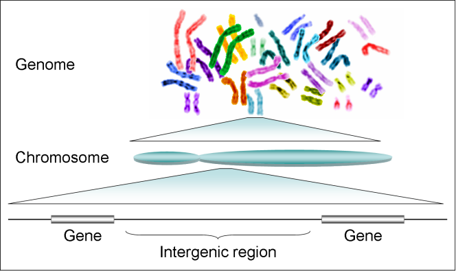 Illustration du génome humain.