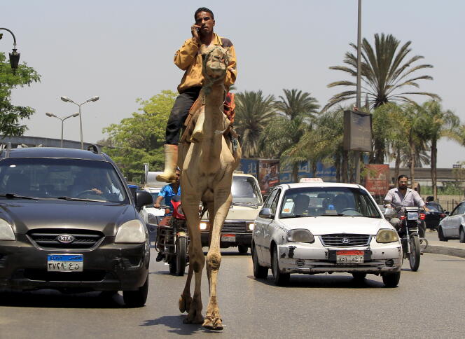 Un homme, sur un chameau, converse sur son téléphone mobile au milieu des embouteillages au Caire, en mai 2015.