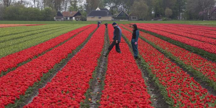 Aux Pays Bas On Travaille En Moyenne 30 Heures Par Semaine