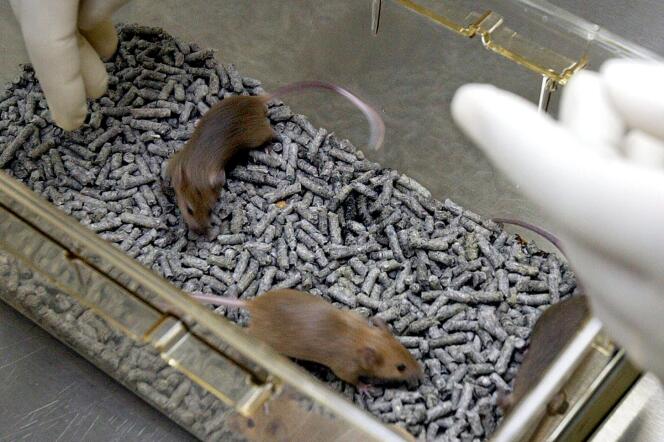 Une équipe américaine a prolongé de 30 % l’espérance de vie moyenne de souris qui avaient été génétiquement modifiées pour favoriser l’élimination de cellules sénescentes.