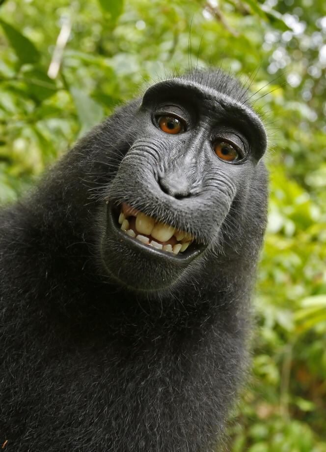 L’un des selfies du macaque indonésien Naruto.