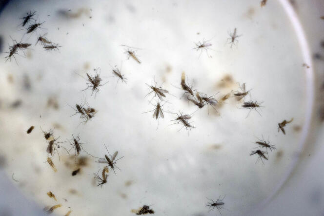 Des moustiques « Aedes aegypti », le 11 février 2016.
