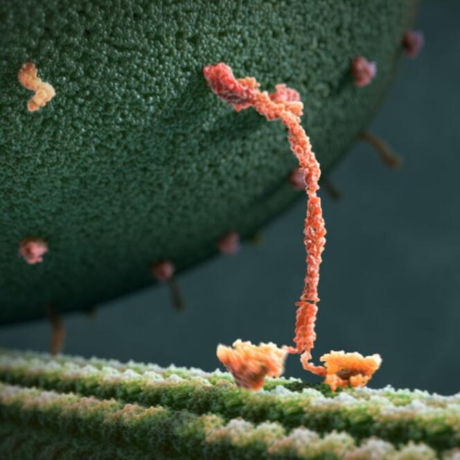 Une molécule de kinésine transportant, le long d'un microtubule, une vésicule synaptique, à l'intérieur d'un neurone.