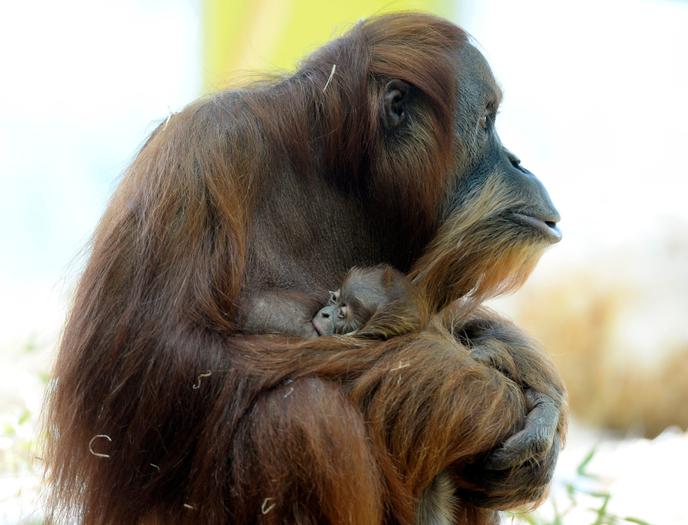 Une Primatologue Perdue Dans La Jungle Du Samu Social