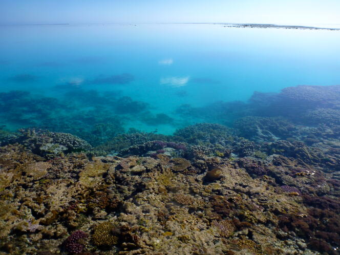 La Grande barrière de corail, en Australie.