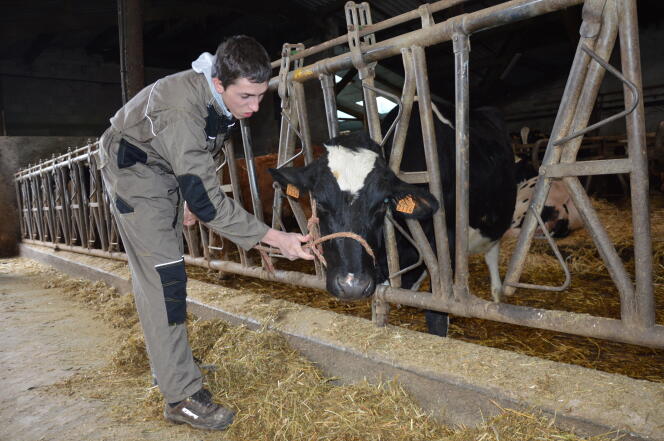 David, étudiant en BTS agricole au lycée Terre Nouvelle, passe un licol à 2114, la seule vache du troupeau de la ferme-école dont personne n'arrive à retrouver le prénom.