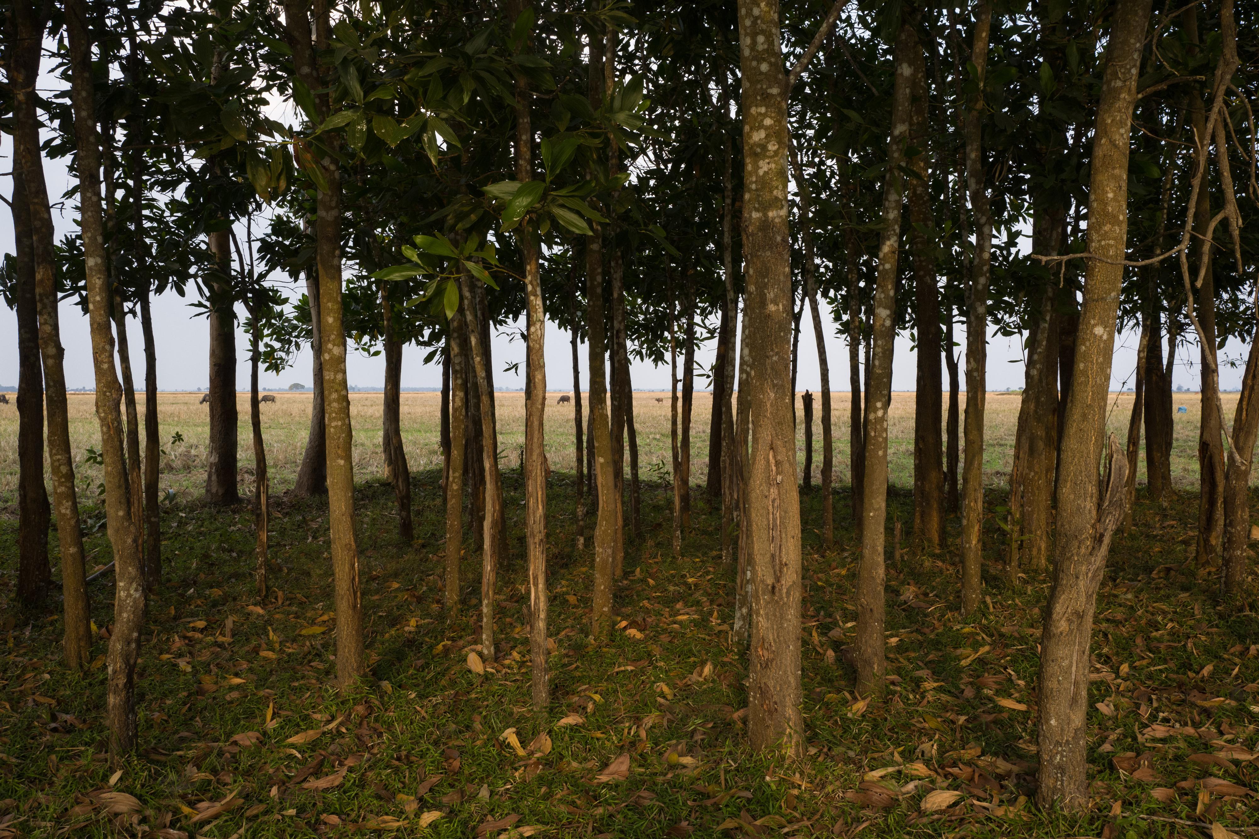 Cambodia by François Ponchaud