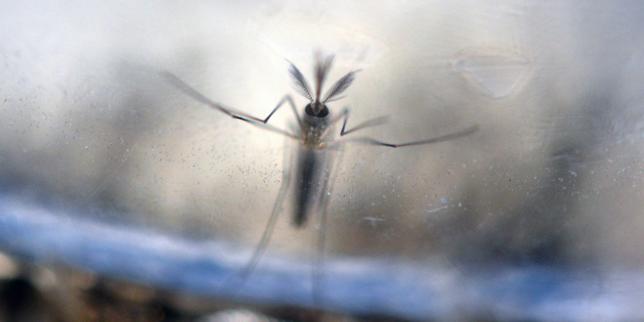 Moustique-tigre : un « risque assez élevé » d’épidémies en France dans les cinq prochaines années, alerte l’Anses thumbnail
