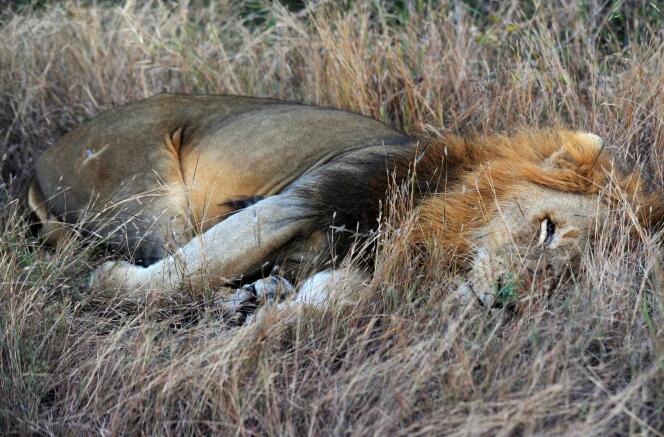 Un lion du parc Kruger, en 2010.