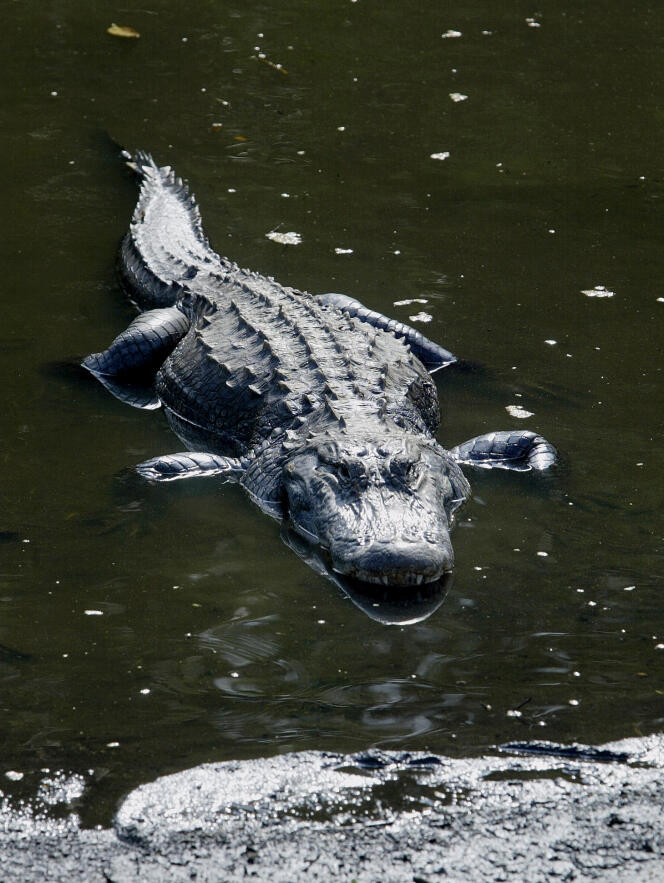 Les alligators, qui vivent sous des nids d'échassiers, sont plus vigoureux que leurs congénères sans voisins.