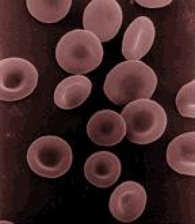 Notre corps compte près de 30 000 milliards de cellules (dont 25 000 millliards de globules rouges), contre 40 000 milliards de bactéries.