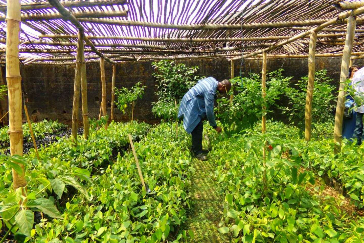 Cameroun : le poivre de Penja, produit du terroir aux arômes « magiques »