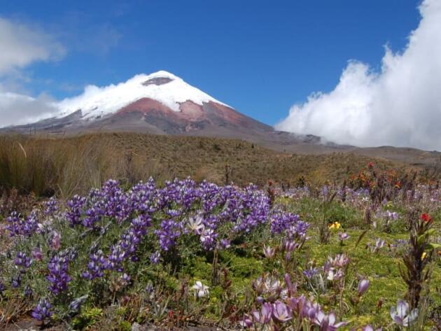 Le volcan Cotopaxi, au cœur du parc national du même nom.