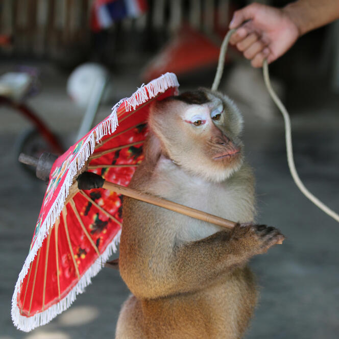 Les singes dansants sont enchaînés et déguisés pour l'amusement des touristes.