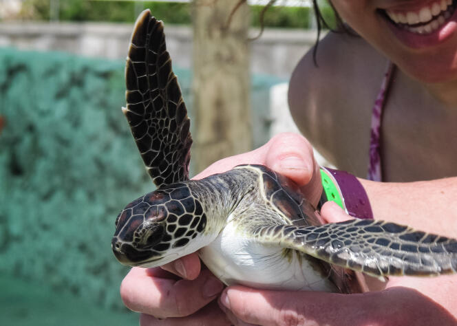 Dans les îles Caïmans, les touristes peuvent tenir des tortues de mer dans leurs mains.