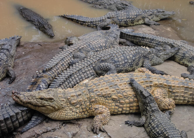 Élevés pour leur cuir, pour leur viande et maintenant pour le tourisme, les fermes de crocodiles sont dangereuses pour l'animal.