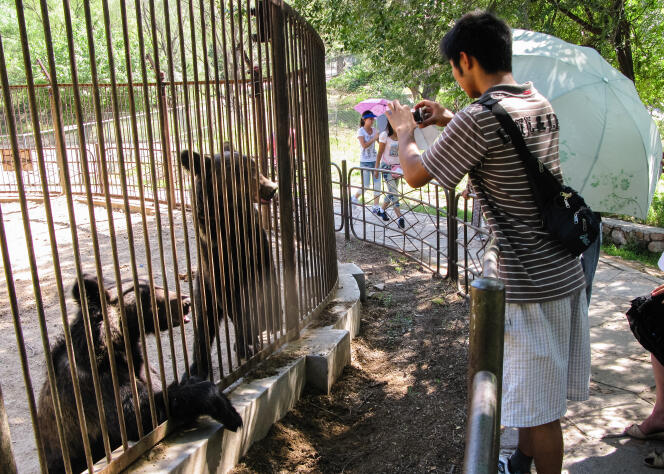 Des ours capturés pour permettre aux touristes de visiter leurs parcs.
