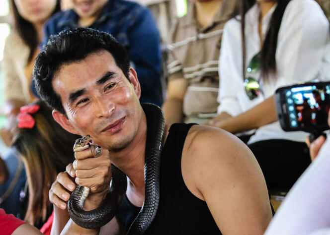 Les touristes peuvent embrasser un cobra en Thaïlande, et prendre dans de nombreux pays les traditionnelles photos avec des serpents.