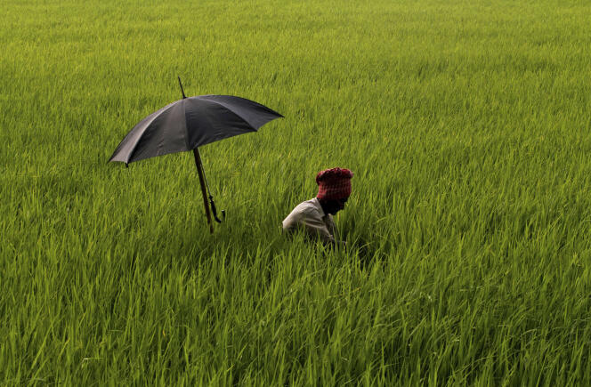 Un fermier indien utilise un parapluie pour se protéger contre un soleil brûlant alors qu'il arrache les mauvaises herbes dans un champ.