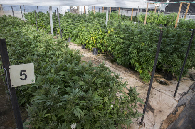 Une plantation de cannabis dans le nord d'Israël, où la prescription de la marijuana est légale dans le cas d'un usage médical.
