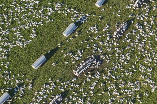 Des canards élevés en plein air, dans une ferme du sud-ouest de la France.