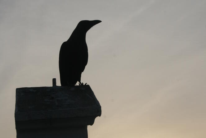 Un corbeau sur la côte kényane, face à l'océan.