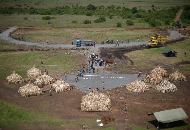 Plusieurs tonnes de défense d'ivoire illégales sont préparées pour être brûlées par les autorités au Parc national de Nairobi au Kenya le 28 avril 2016.