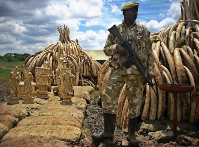 Dans le Parc national du Kenya, le 28 avril 2016, un ranger monte la garde près de l'ivoire qui doit être brûlée par les autorités.