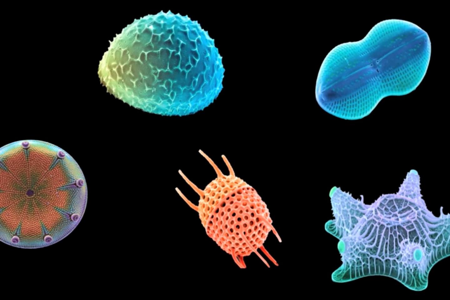 La recette étonnante des microalgues pour faire du verre