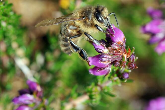 Les députés refusent de fixer une date butoir à l’interdiction complète des néonicotinoïdes, ces pesticides reconnus comme nocifs pour les insectes pollinisateurs.