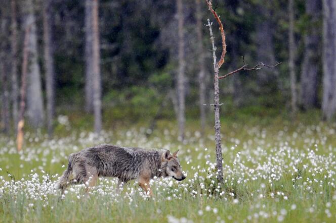 Un loup gris Canis lupus, près de la frontière russe à Kuhmo, en Finlande, en juin 2011.