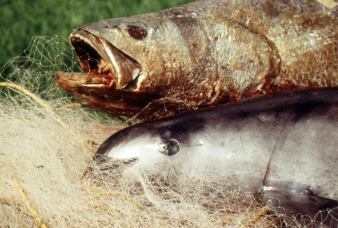 Le marsouin du Pacifique est victime des filets dérivants posés par des pêcheurs contrebandiers cherchant à attraper des totobas, un poisson en danger d’extinction.