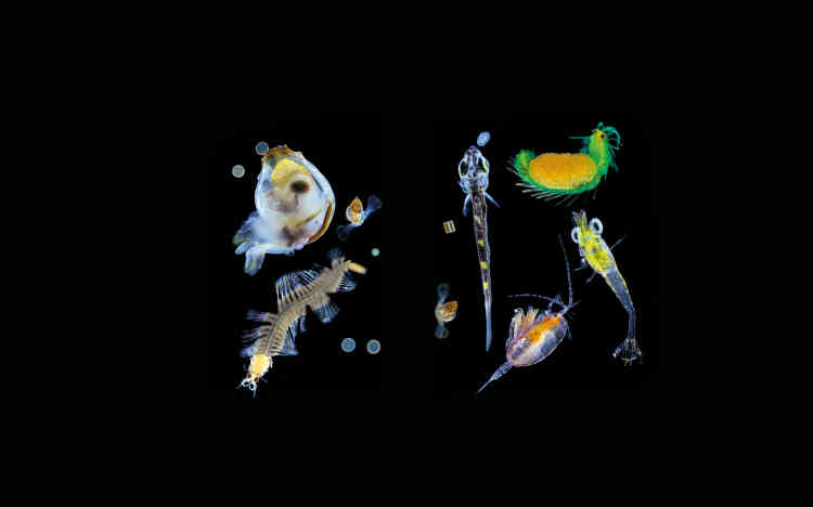 Mollusques, annélides, diatomées, larves de poisson et crustacés planctoniques, baie de Shimoda, Japon.