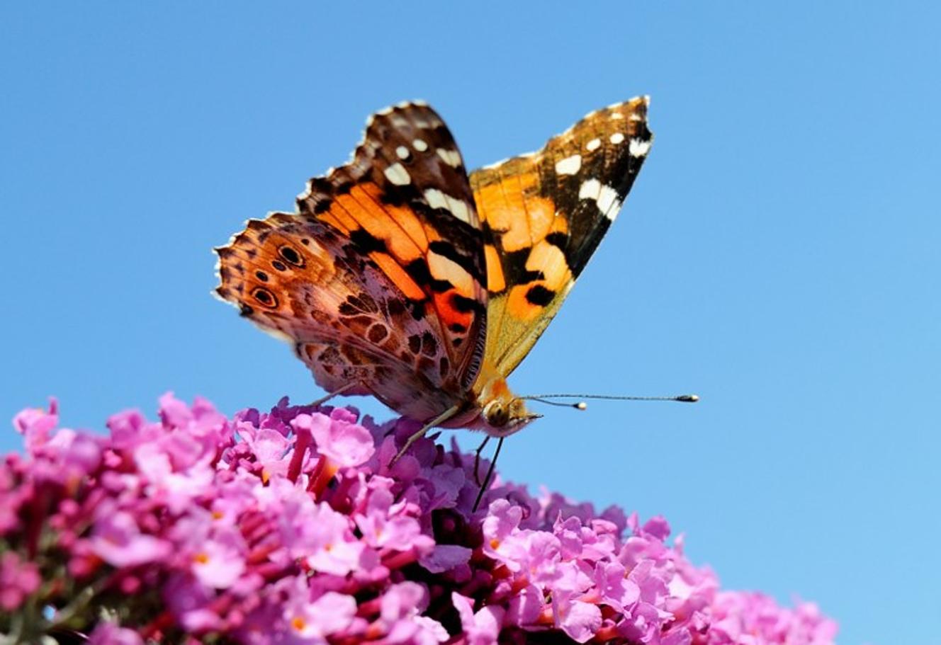 Combien De Temps Vivent Les Papillons Dix ans d’observations citoyennes des papillons de nos jardins