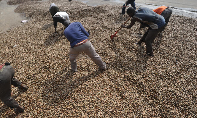 Récolte de noix de cajou à Abidjan en 2013.
