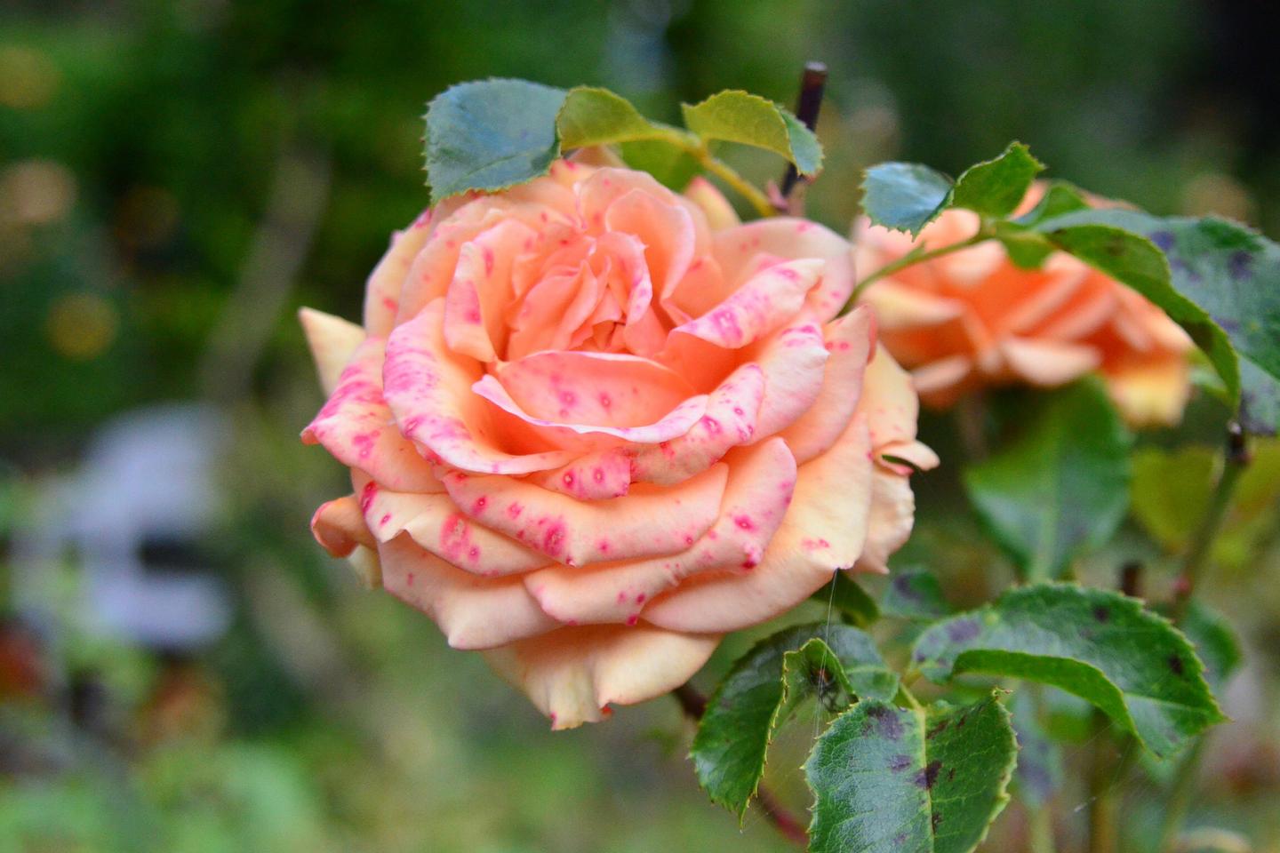 Le temps des roses