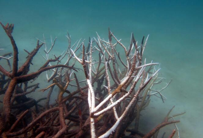 En mai 2016, 90 % des coraux seraient touchés par un blanchissement dû au réchauffement climatique.
