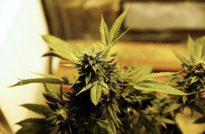 Un plant de cannabis lors de la première « Expo Cannabis » à Montevideo, en Uruguay, qui s’est tenue en 2014.