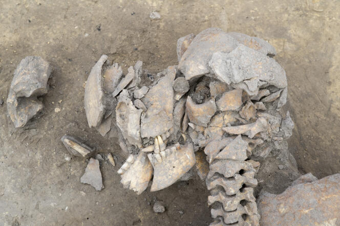 Détail d’un des crânes polyfracturés sur le site d’Achenheim (Bas-Rhin).