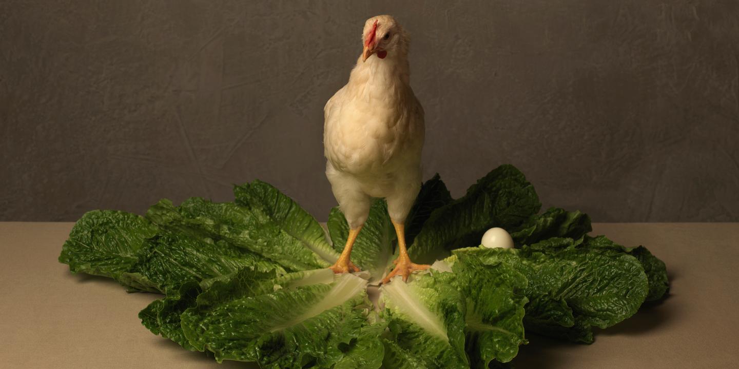 Rendons A Cesar Sa Salade