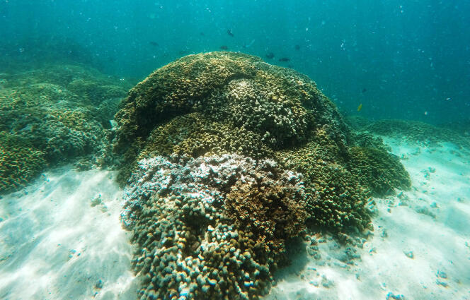 Los arrecifes de coral de Guadalupe “están experimentando una degradación acelerada relacionada con el aumento de las temperaturas superficiales y la acidificación de los océanos”, escribió el Observatorio Regional del Clima en un informe de 2020.