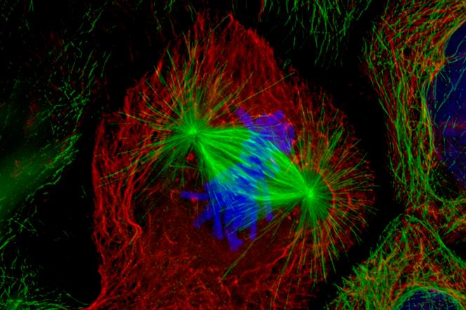 Compactage de l’ADN : Un Voyage Microscopique au Cœur de la Vie