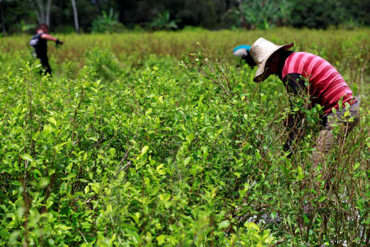 Des « raspachines » – ou ramasseur de feuilles – collectent des feuilles de coca dans la province de Guaviare, en Colombie, le 23 mai. La récolte part ensuite dans une petite ferme à Guayabero.