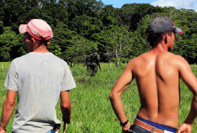 Selon l’Office des Nations unies contre la drogue et le crime, de nombreux agriculteurs  colombiens gagnent en moyenne 1 000 dollars par an. Ils sont conscients des usages criminels de leurs cultures, mais disent ne pas avoir d’autre choix. « Le gouvernement ne veut pas résoudre l’énorme problème que nous avons ici », déclare Orlando Castilla, président de l’association des agriculteurs de la région de Guaviare.