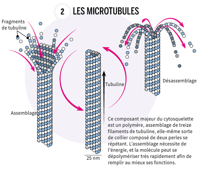 Compactage de l’ADN : Un Voyage Microscopique au Cœur de la Vie